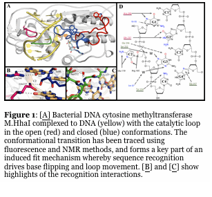 Text Box:    Figure 1: [A] Bacterial DNA cytosine methyltransferase M.HhaI complexed to DNA (yellow) with the catalytic loop in the open (red) and closed (blue) conformations. The conformational transition has been traced using fluorescence and NMR methods, and forms a key part of an induced fit mechanism whereby sequence recognition drives base flipping and loop movement. [B] and [C] show highlights of the recognition interactions.