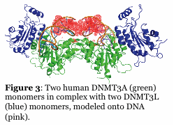 Text Box:   Figure 3: Two human DNMT3A (green) monomers in complex with two DNMT3L (blue) monomers, modeled onto DNA (pink).  
