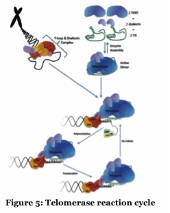 Text Box:   Figure 5: Telomerase reaction cycle 