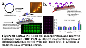 Text Box:   Figure 6: dsDNA (50-1000 bp) incorporation and use with hydrogel-based TIRF-PBM  a, Efficient incorporation of DNA of different lengths into spotted hydrogels (green dots). b, Efficient TF binding to DNA of varying lengths.   