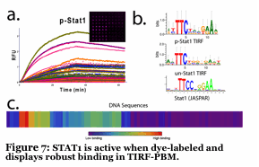 Text Box:   Figure 7: STAT1 is active when dye-labeled and displays robust binding in TIRF-PBM.  