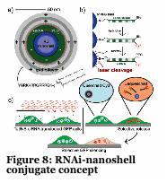 Text Box:   Figure 8: RNAi-nanoshell conjugate concept 
