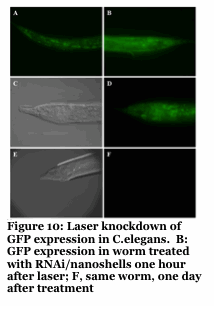 Text Box:   Figure 10: Laser knockdown of GFP expression in C.elegans.  B: GFP expression in worm treated with RNAi/nanoshells one hour after laser; F, same worm, one day after treatment 