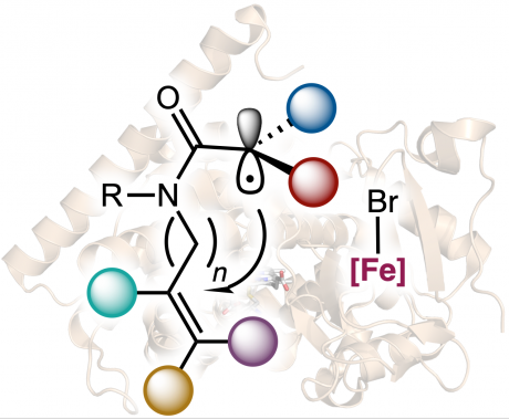 Evolving metalloproteins for stereocontrolled radical reactions