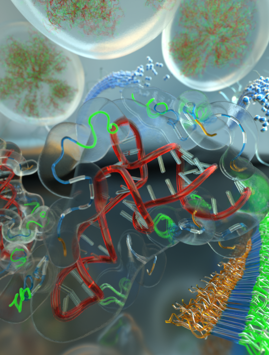 Alzheimer’s protein forms liquid droplets that favor pathological aggregation