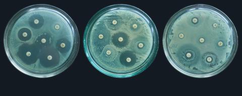 antimicrobial resistance test