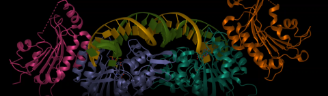 Reich Group Research Image