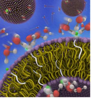 Lipid hydration dynamics is critical to membrane function.